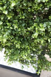 Artificial Boxwood